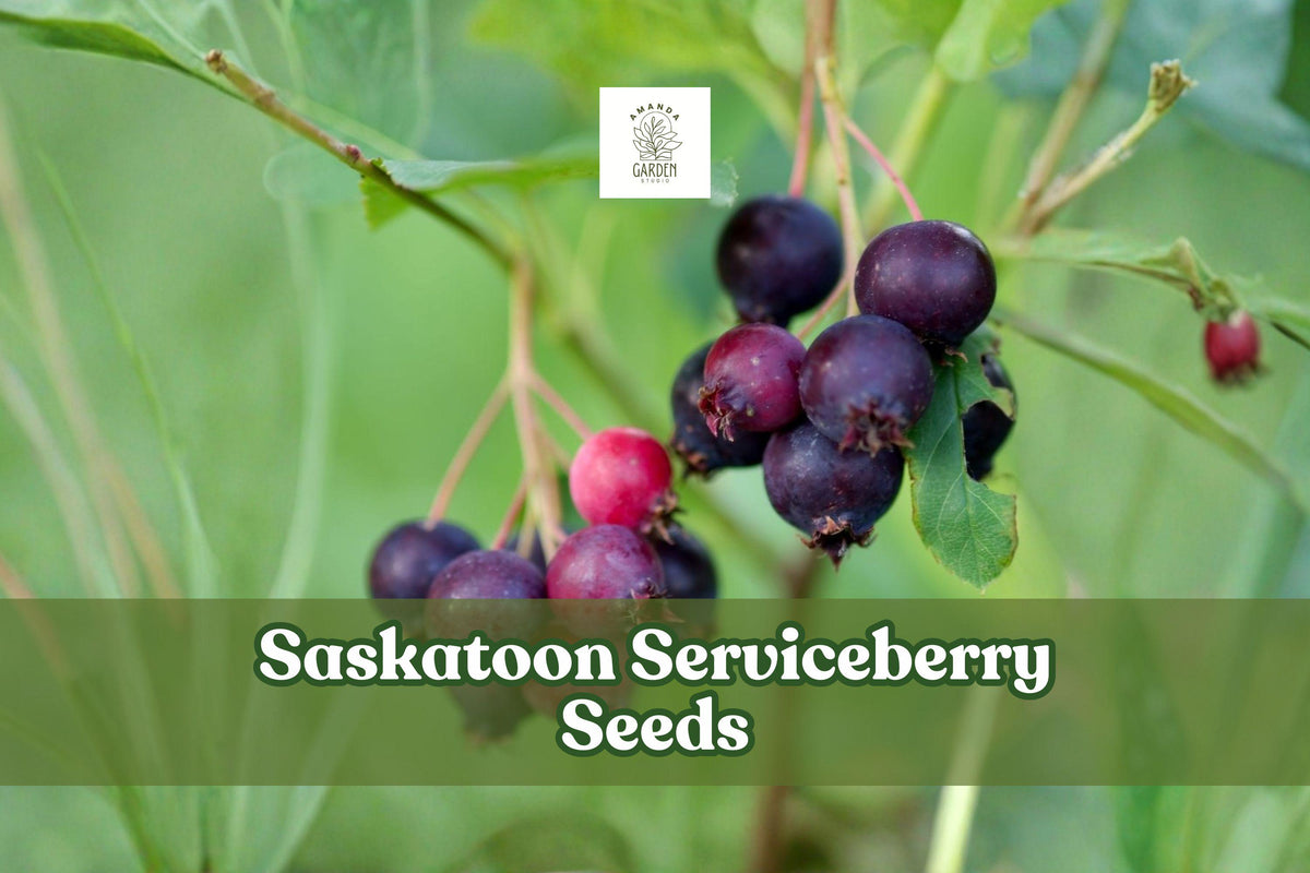 100 Saskatoon Serviceberry Seeds Amelanchier alnifolia Hardy Edible Berries Wildlife Garden Plant