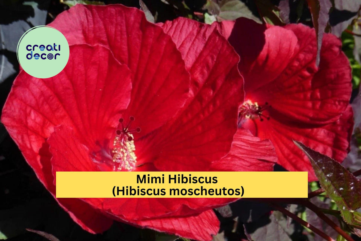 Mimi Hibiscus moscheutos Live Starter Plant – Hardy Perennial with 6–8” Pink Blooms for Gardens & Containers