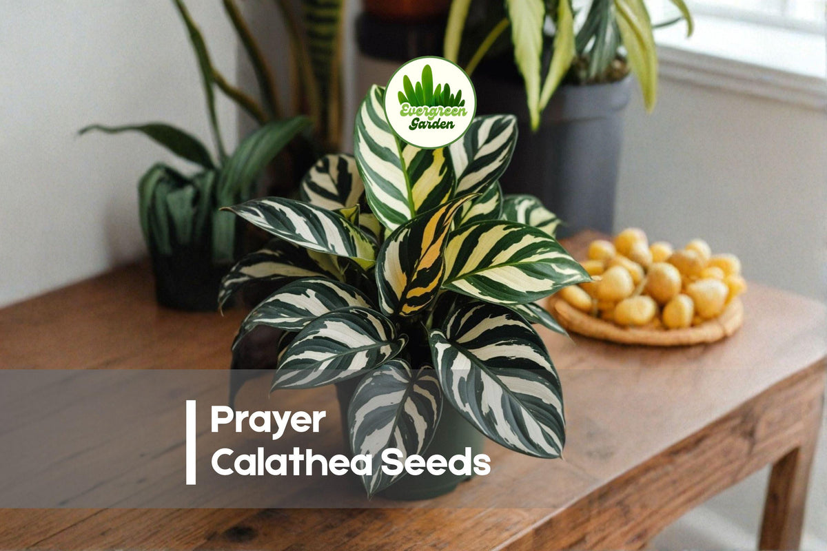 25+ Prayer Calathea Seeds | Tropical Houseplant, Green & Purple Foliage | Calathea roseopicta Seeds