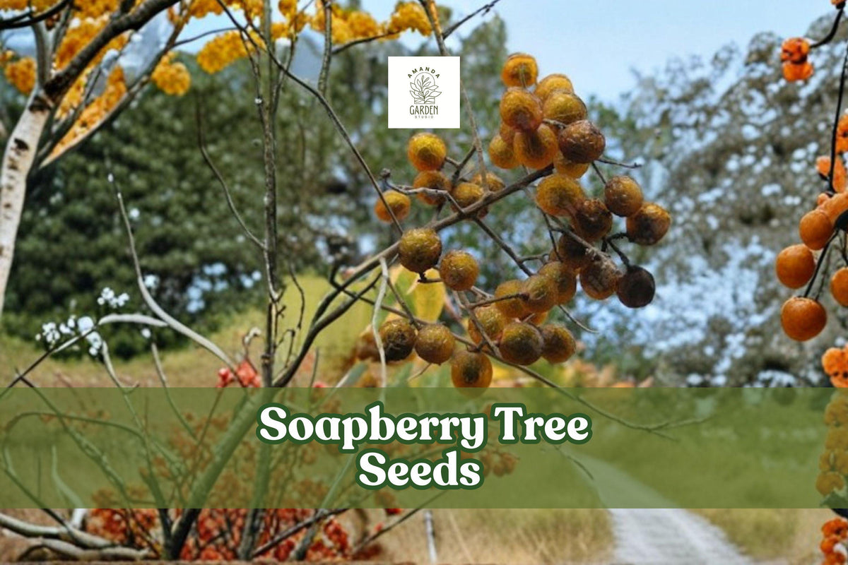 Soapberry Tree Seeds | Sapindus saponaria | Eco-Friendly Ornamental Tree with Golden Berries