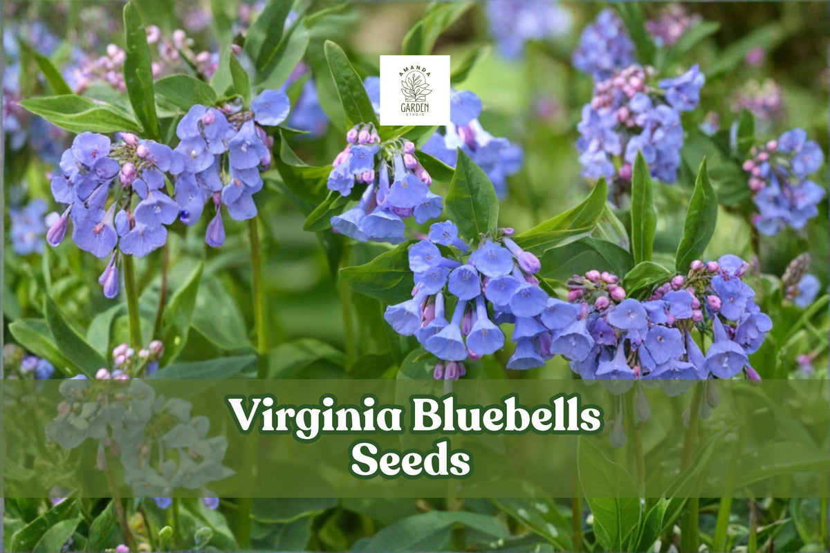 Virginia Bluebells Seeds | 10 Wildflower Seeds | Native Perennial Mertensia virginica for Shade Gardens
