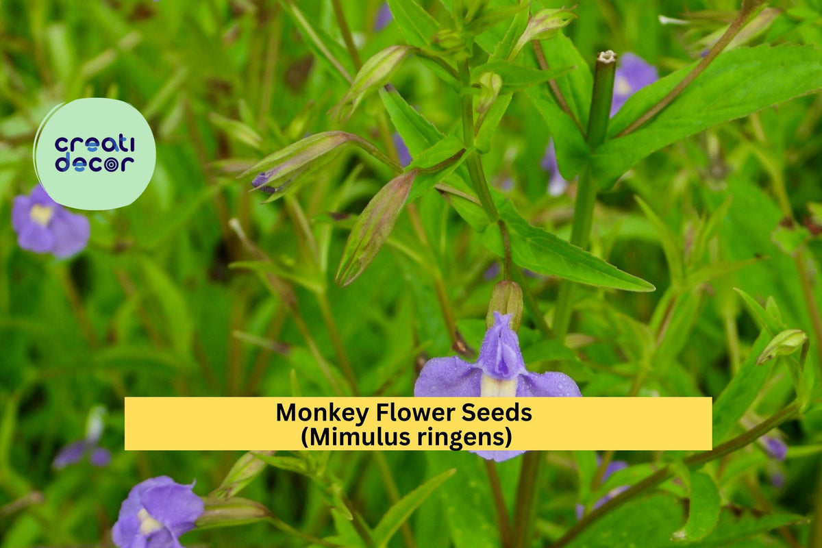 Monkey Flower Seeds – 5000 Purple Native Perennial for Wetlands, Pond Edges, Pollinator Gardens – Mimulus ringens