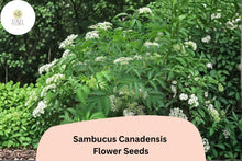 100 Sambucus canadensis Seeds | American Elderberry Shrub for Wildlife & Garden | Native North American Plant