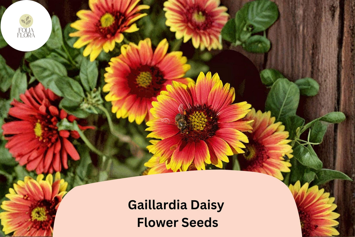 200+ Gaillardia pulchella Seeds | Blanket Flower Perennial | Red and Yellow Bi-Color Blooms | Drought-Tolerant Pollinator-Friendly Seeds