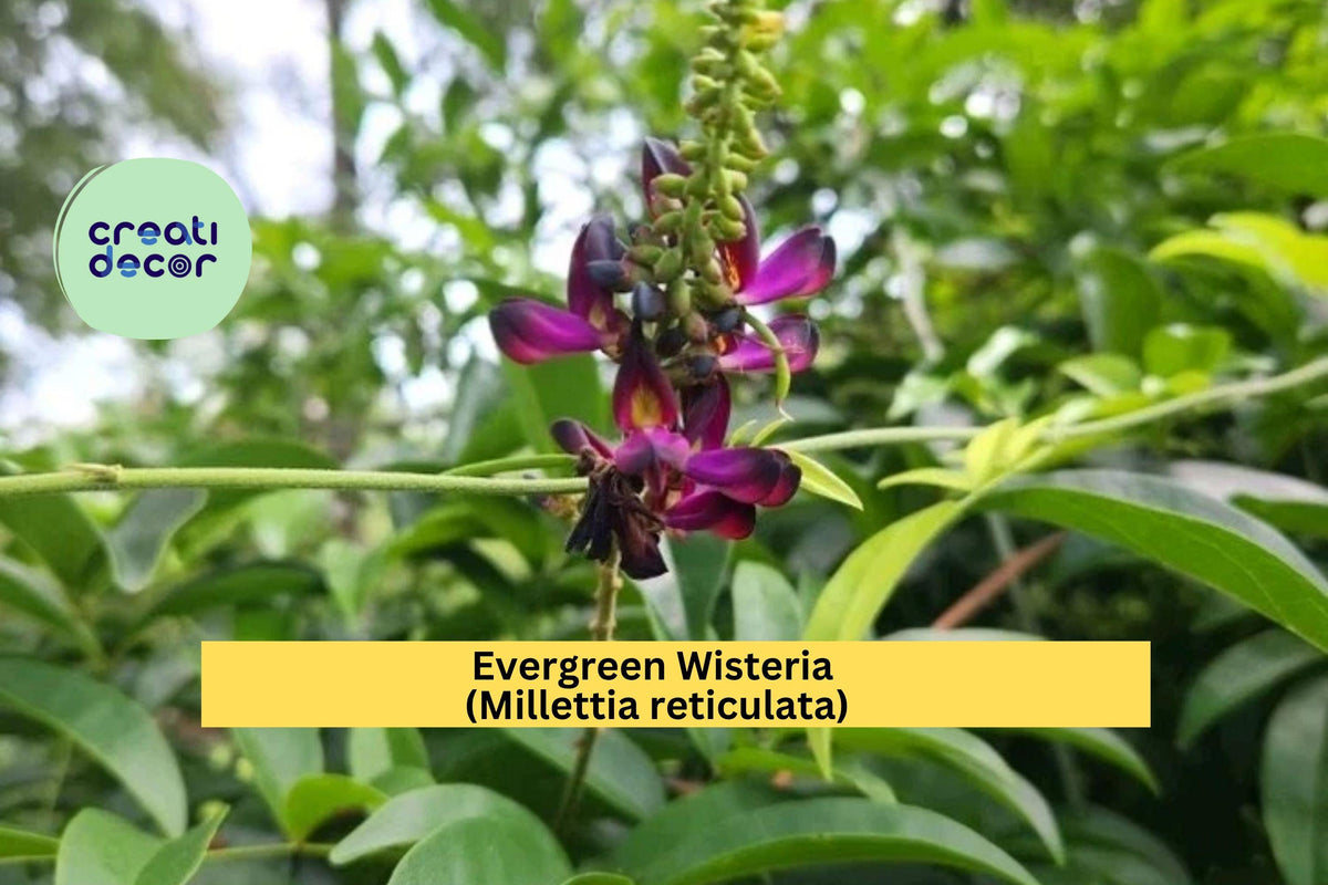Evergreen Wisteria Clipping – 2-Gallon Rooted Vine with Fragrant Purple Flowers – Millettia reticulata Garden Plant