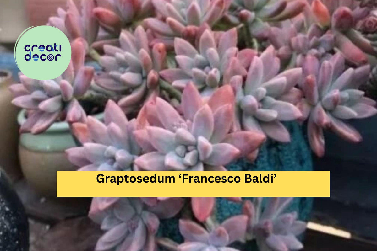Graptosedum ‘Francesco Baldi’ Live Rooted Succulent Plant – Trailing Rosette Hybrid for Indoor & Outdoor Decor