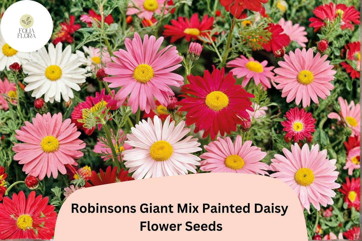 200+ Robinsons Giant Mix Painted Daisy Seeds | Tanacetum coccineum | Colorful Garden Flower Mix for Borders & Cut Flowers