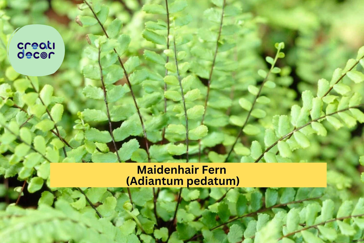 Maidenhair Fern Live Roots 20-Pack – Adiantum pedatum Hardy Shade Fern Rhizomes for Indoor & Woodland Gardens