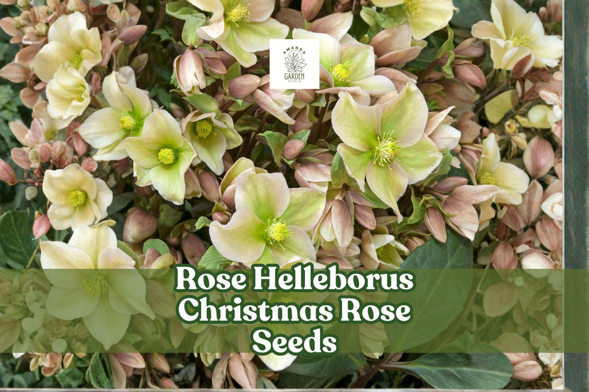 Christmas Rose Seeds – Helleborus niger, Winter Blooming Perennial, White/Pink Flowers, Shade Garden Plant, 15+ Seeds