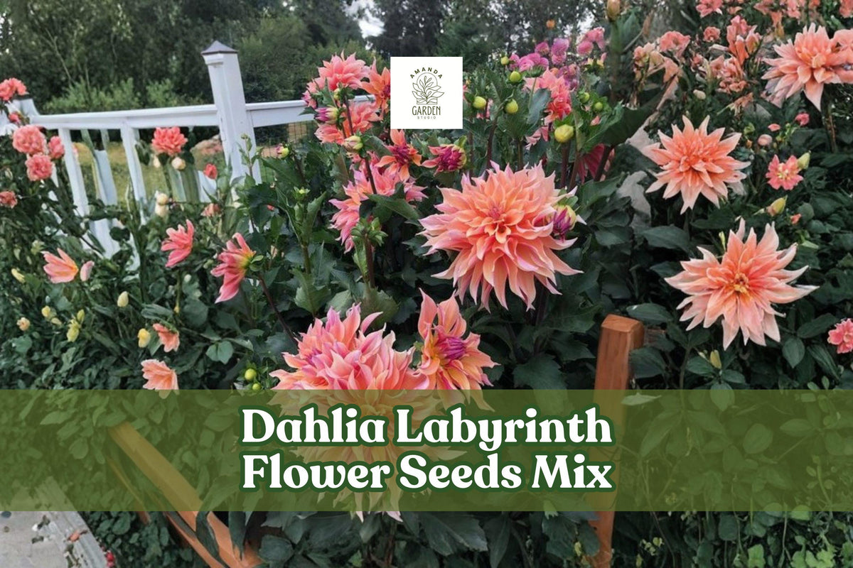 Dahlia Labyrinth Flower Seeds Mix – Exotic Bright Colors, 100+ Dahlia pinnata Garden Seeds for Borders & Cut Flowers