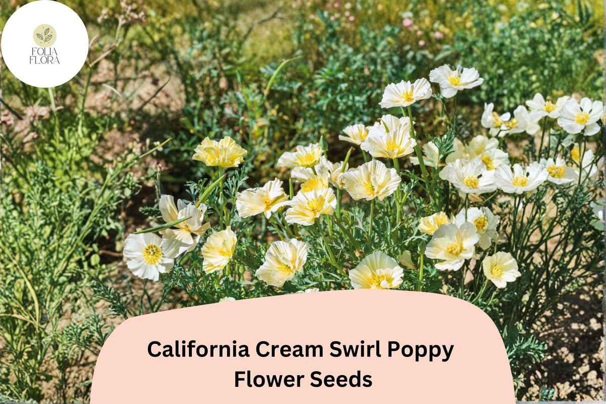 California Cream Swirl Poppy Seeds – White & Yellow Wildflower, Eschscholzia californica, Drought-Tolerant, Pollinator-Friendly, 200+ Seeds