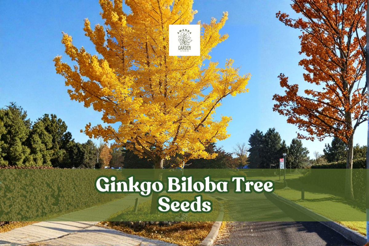 20 Ginkgo Biloba Tree Seeds for Bonsai & Ornamental Gardens | Ancient Maidenhair Tree Seeds
