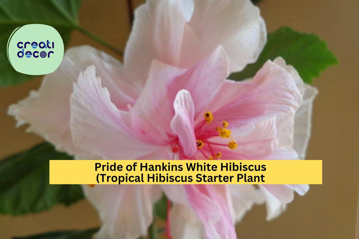 Pride of Hankins White Hibiscus Rooted Starter Plant – Tropical Hibiscus rosa-sinensis ‘Pride of Hankins’ with Triple White Blooms