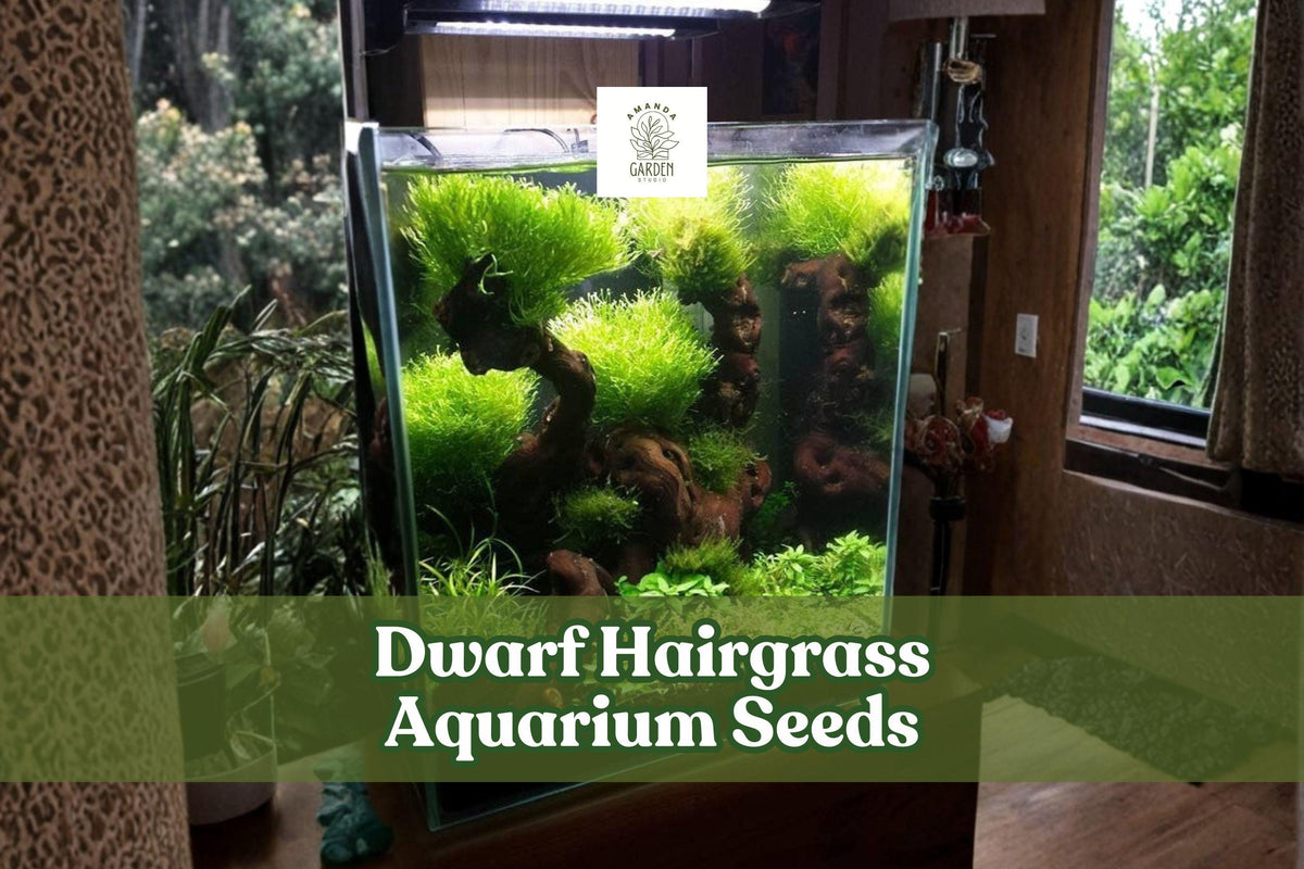 Dwarf Hairgrass Seeds – Aquarium Plant, Bright Green, Eleocharis parvula, Easy Aquascape Carpet Plant, 50 Seeds