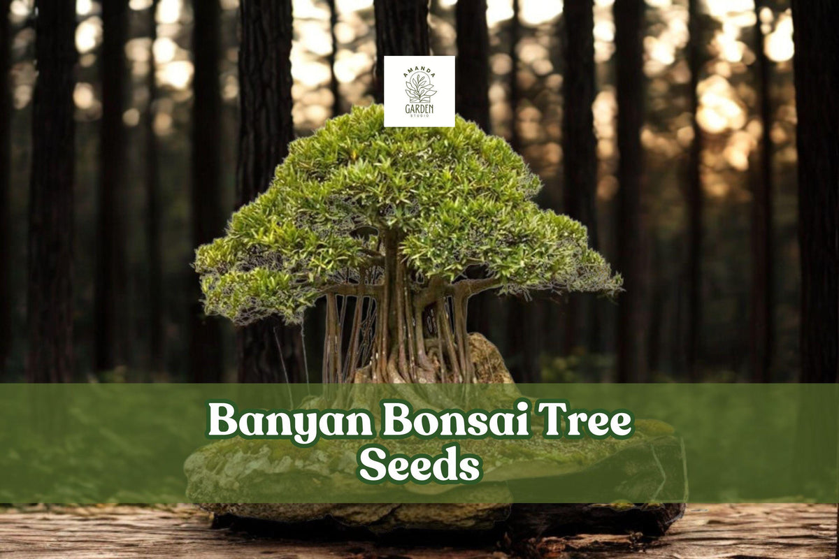 Banyan Bonsai Tree Seeds – Ficus benghalensis Tropical Evergreen Plant for Indoor Gardening & Bonsai Art