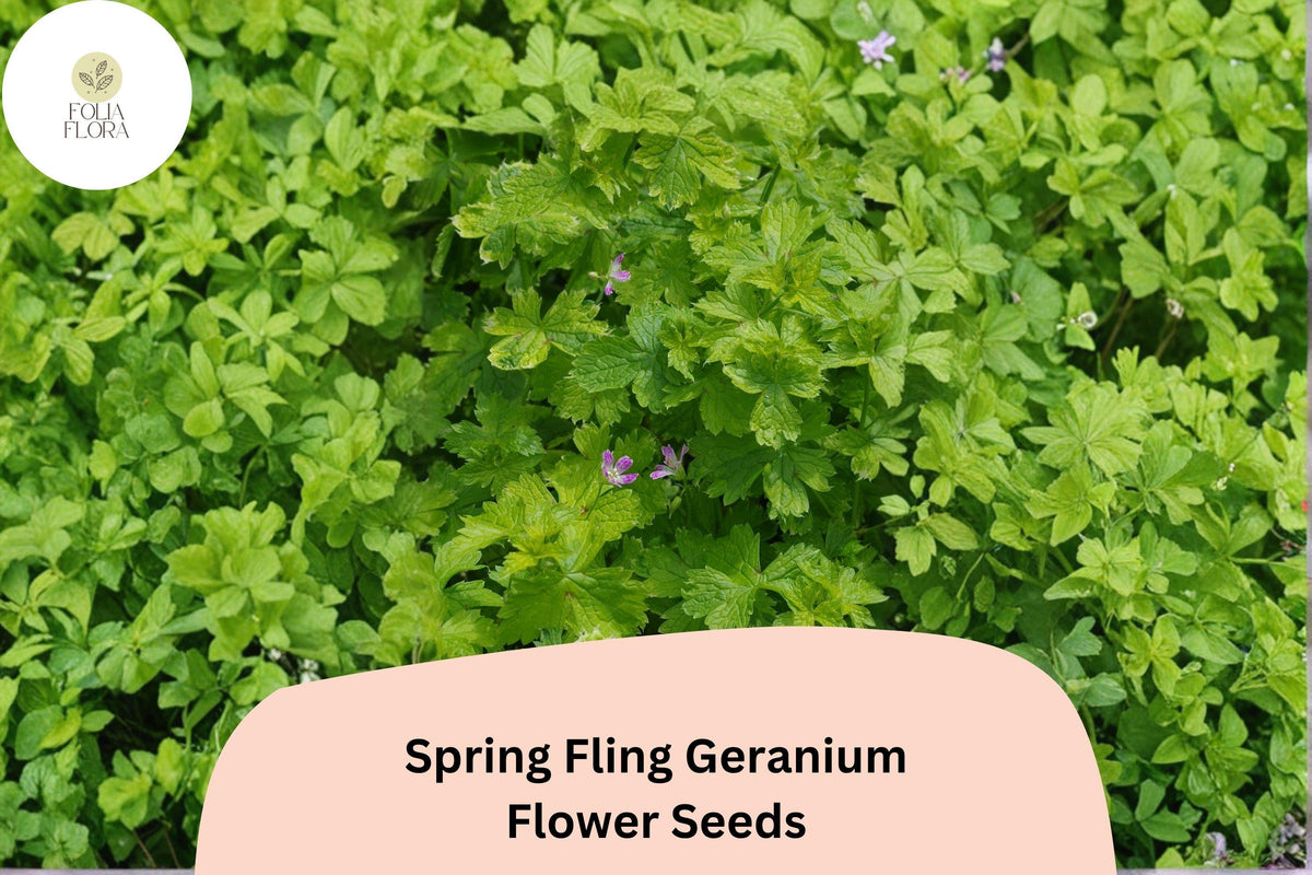 Spring Fling Geranium Seeds | Green Cranesbill Perennial | Compact, Pollinator-Friendly, Well-Drained Soil | Geranium ‘Spring Fling’