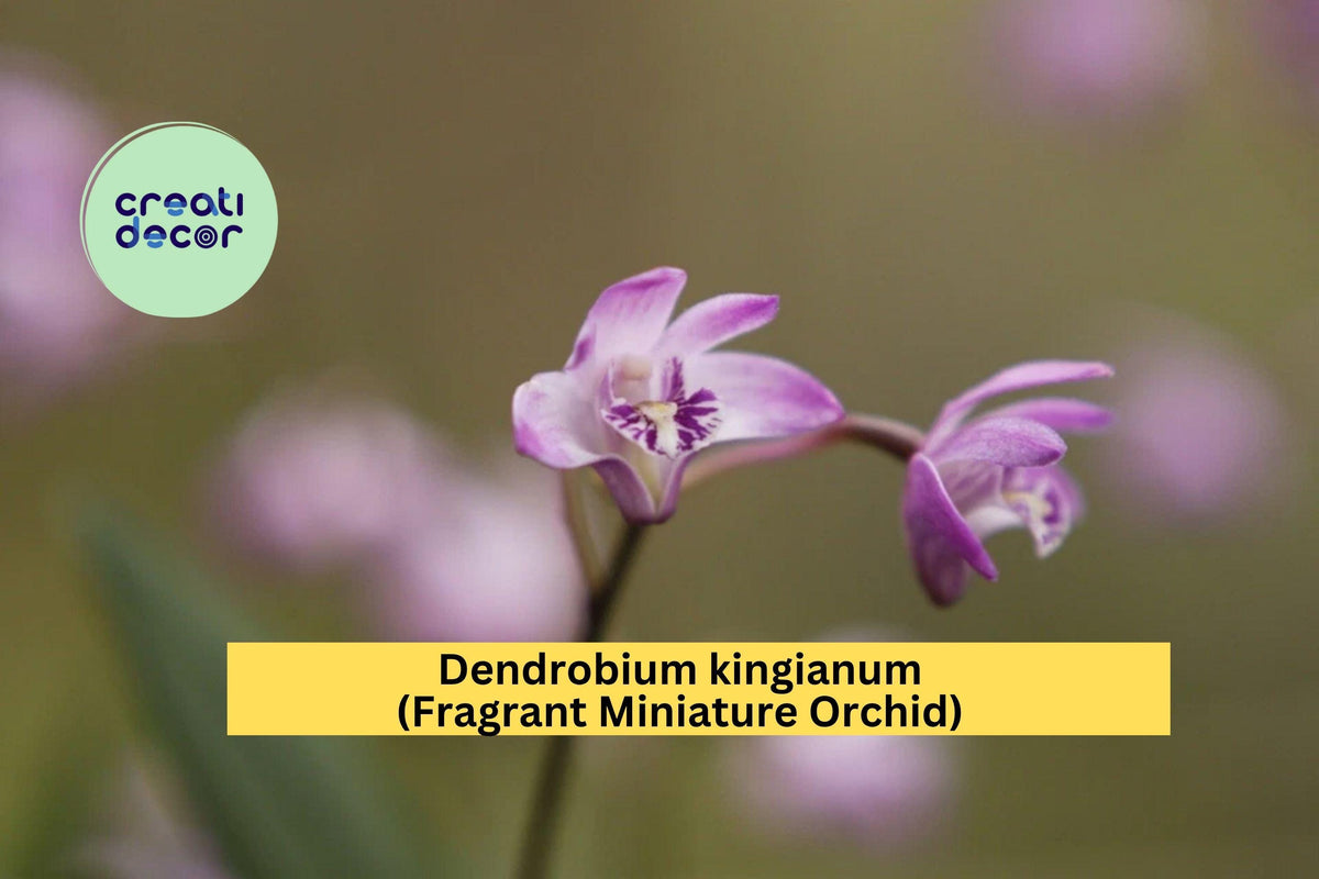 Dendrobium kingianum Orchid – Miniature Pink-Purple Fragrant Orchid Plant – Indoor Epiphytic Orchid Species