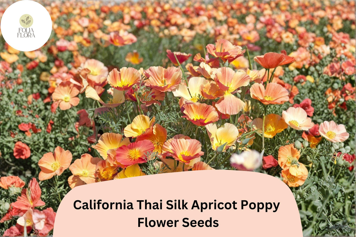 200+ California Thai Silk Apricot Poppy Seeds for Garden Wildflower Mix, Eschscholzia californica, Drought-Tolerant, Pollinator-Friendly