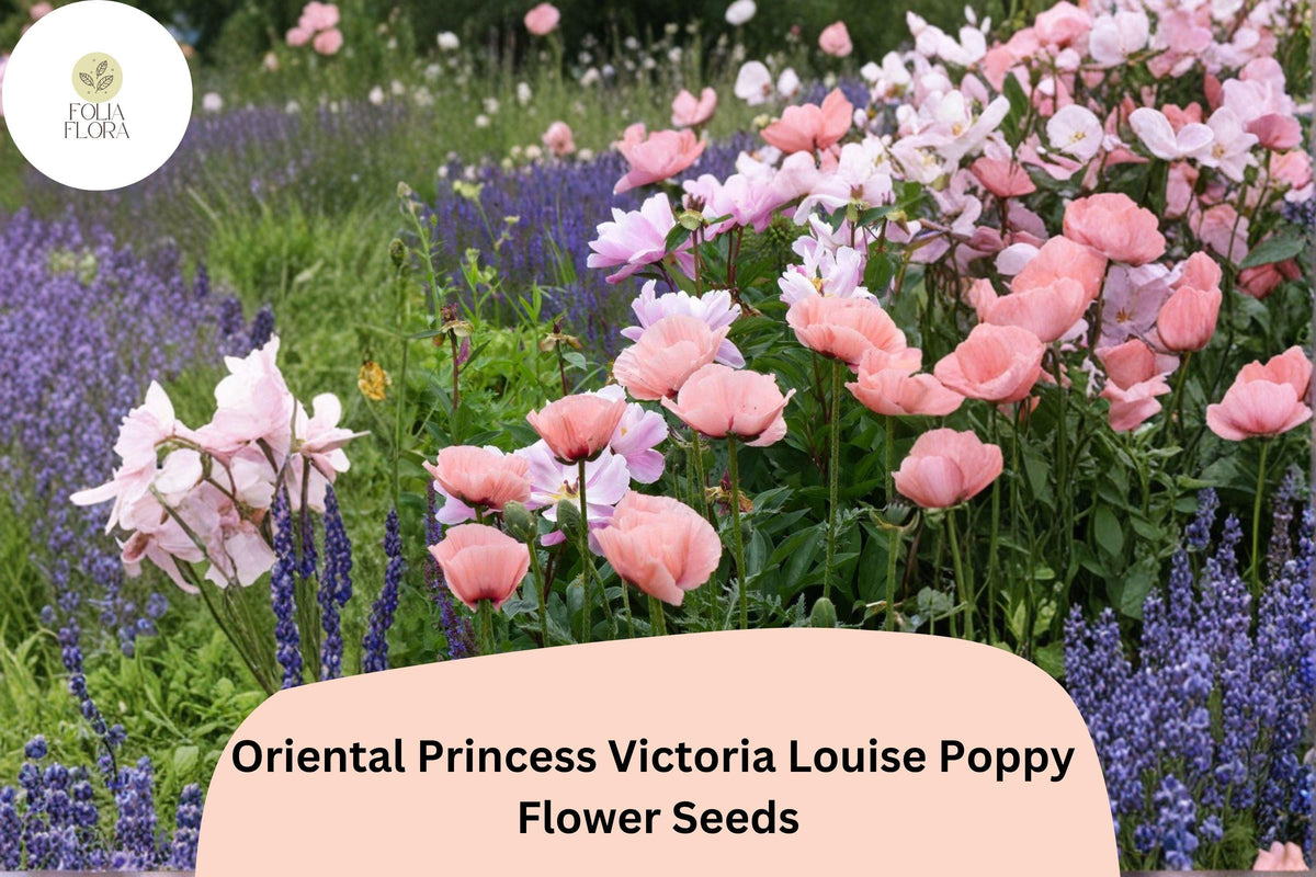 Oriental Poppy Seeds – Princess Victoria Louise Pink Perennial Flower, Papaver orientale, 200+ Seeds for Garden Beds & Borders
