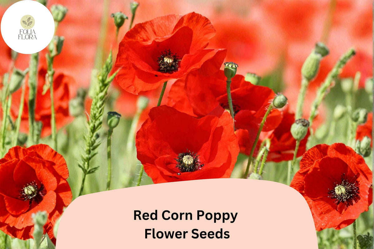 200+ Red Corn Poppy Seeds – Vibrant Wildflower Garden Planting – Papaver rhoeas, Attracts Pollinators, Easy to Grow