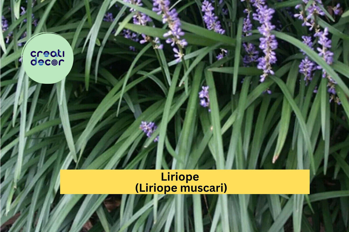Liriope muscari Rooted Starter Plugs – 15 Live Groundcover Plants for Borders, Landscaping & Erosion Control