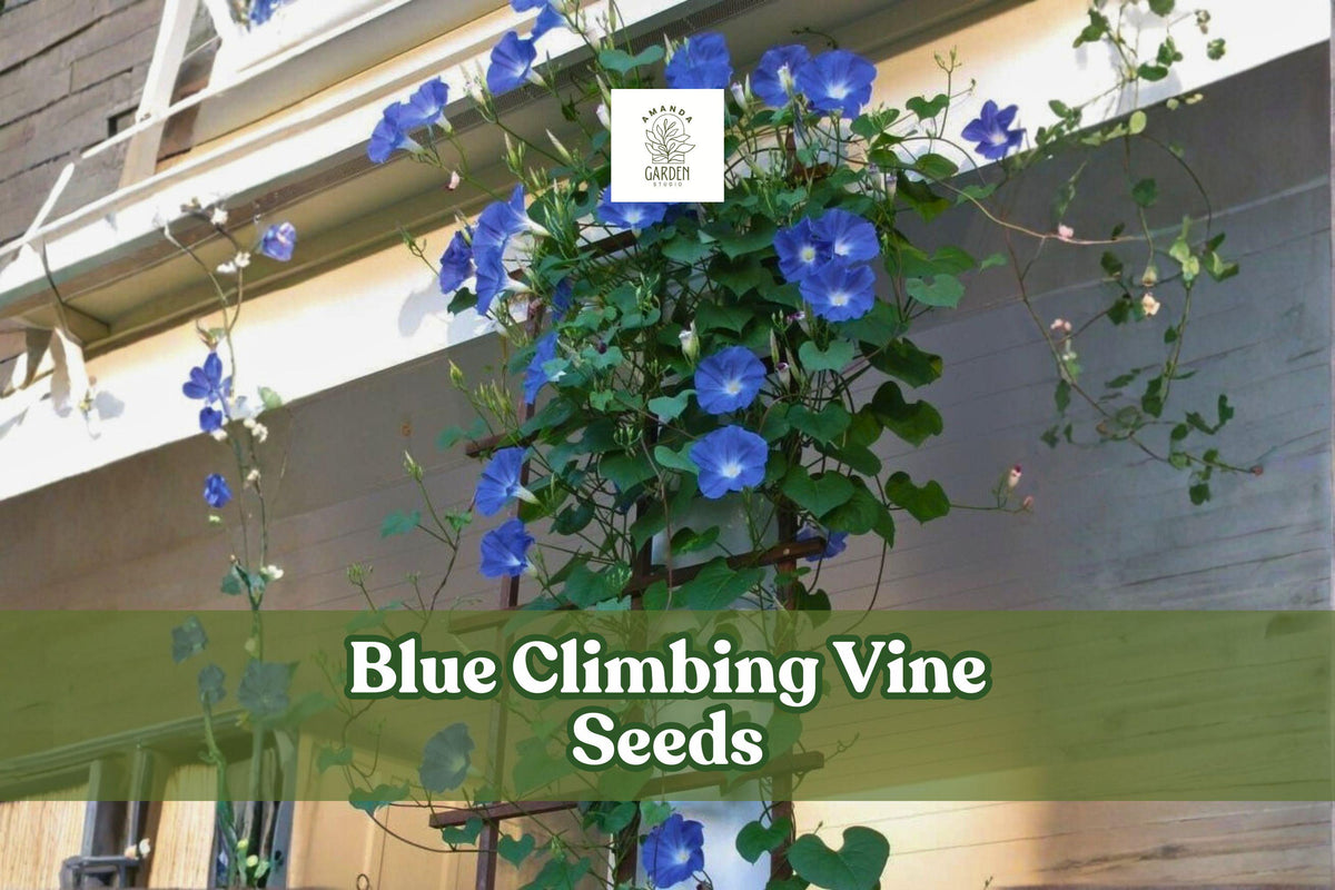 Blue Climbing Vine Seeds – Fast-Growing Ornamental Flowering Vines with Vibrant Blue Blooms for Trellises and Fences (50 Seeds)