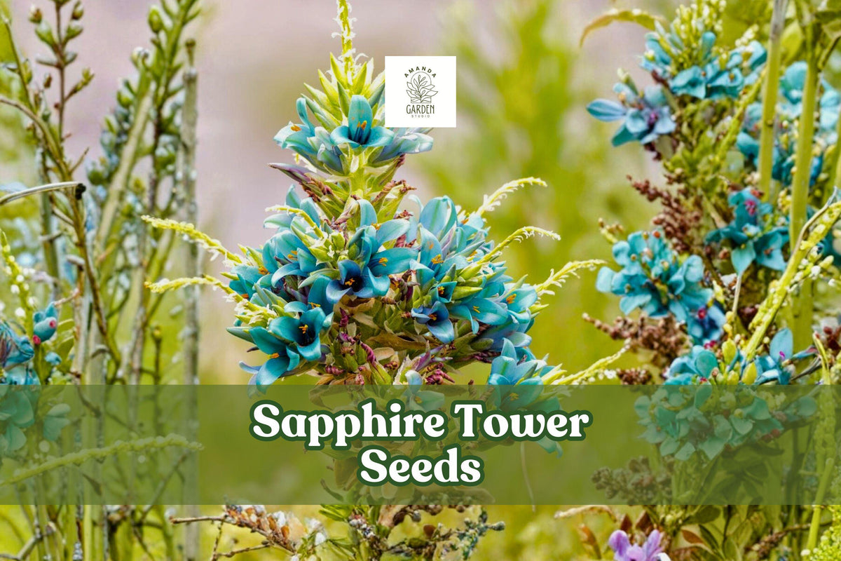 Sapphire Tower Seeds (Puya alpestris) 10 Pack | Rare Blue Flowering Bromeliad for Rock Gardens & Containers