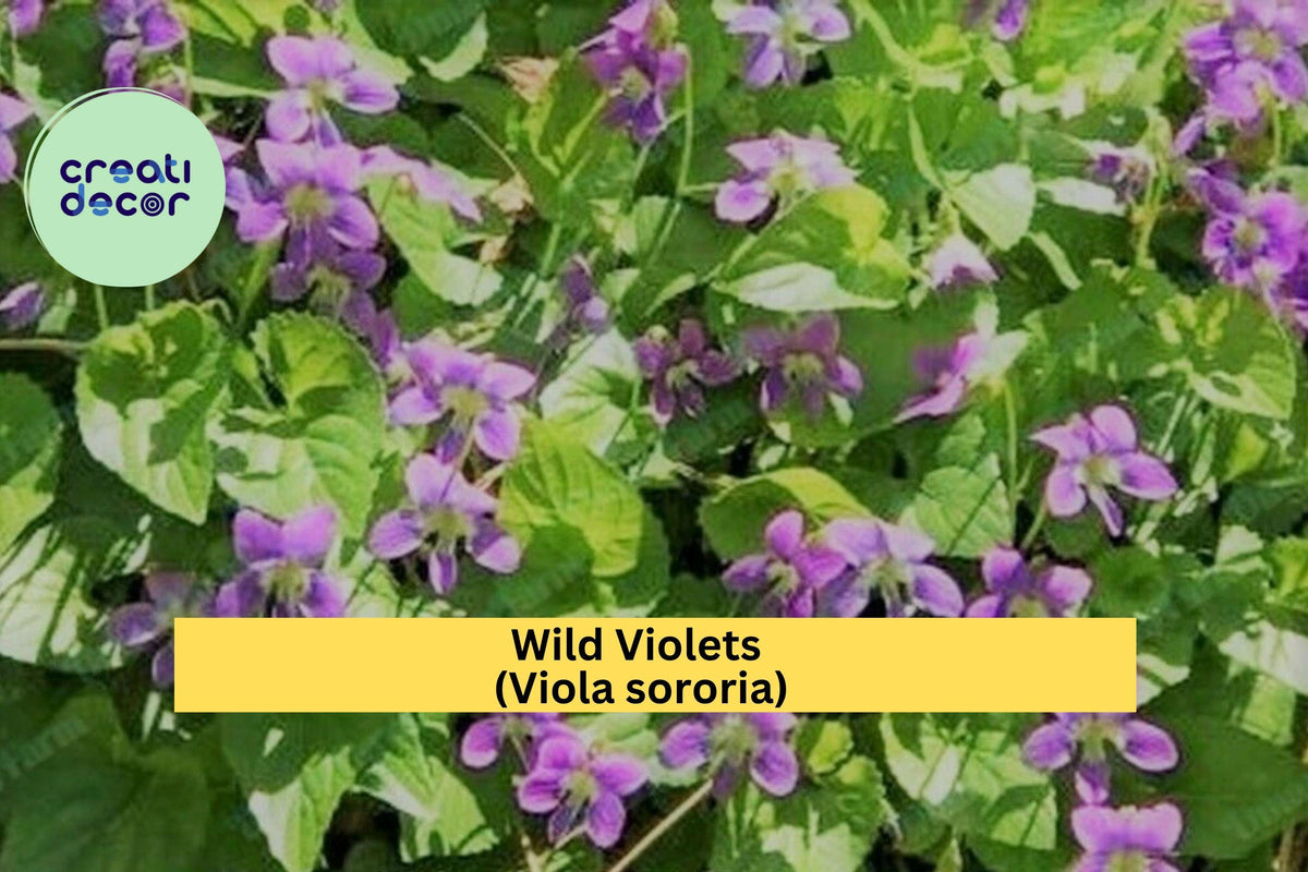 Wild Violet Plants – 12 Bareroot Rhizomes Viola sororia, Hardy Purple Perennial Ground Cover for Woodland Gardens and Borders