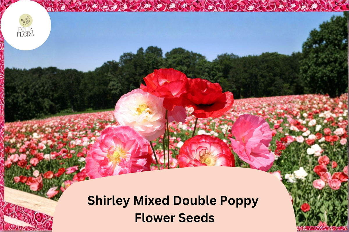 Shirley Double Poppy Seeds – Mixed Colors, Easy Grow Wildflower, Papaver rhoeas, Annual Flower for Garden, Borders & Meadow