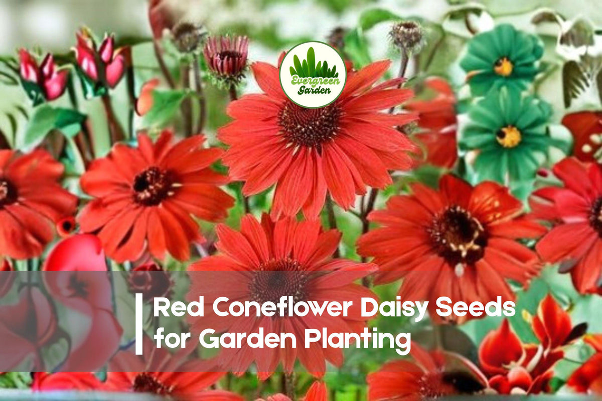 200+ Red Coneflower Seeds - Echinacea purpurea 'Red' - Bright Scarlet-Red Blooms for Pollinator Gardens, Borders & Perennials