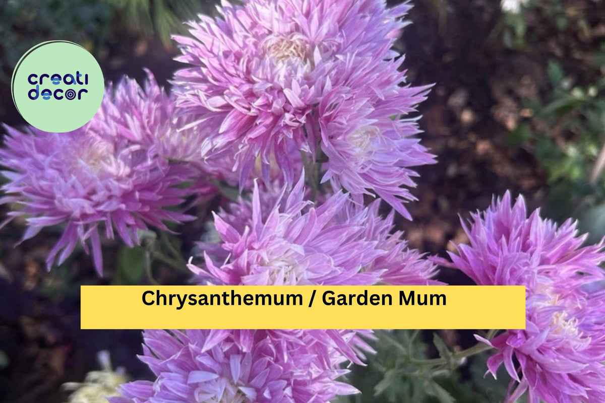 Hot Pink & Yellow Chrysanthemum Live Plant – Bicolor Garden Mum, Perennial Flower for Borders, Pots, Zones 5-9