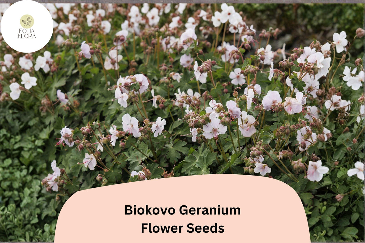 Biokovo White Geranium Seeds, Hardy Perennial Pelargonium × hortorum, White Blooms, Easy to Grow, 25+ Seeds