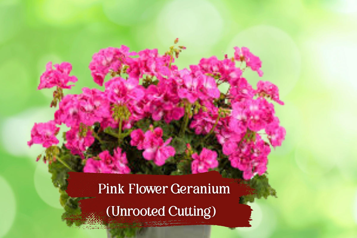 Pink Geranium Cuttings – 10 Unrooted Stem Cuttings for Garden, Border, or Container, Hardy Pelargonium × hortorum