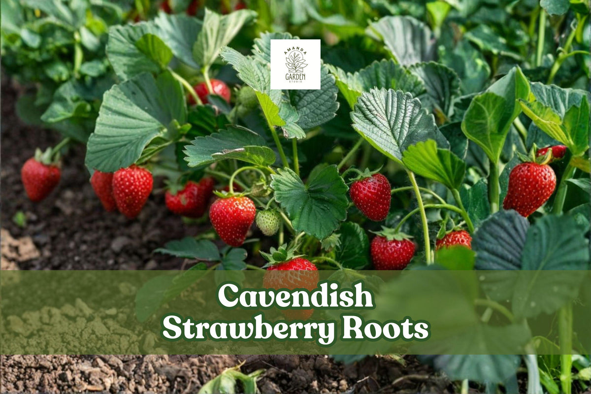 Cavendish Strawberry Roots – 5 Live Fragaria × ananassa Plants for Home Garden, Container, or Raised Bed Cultivation