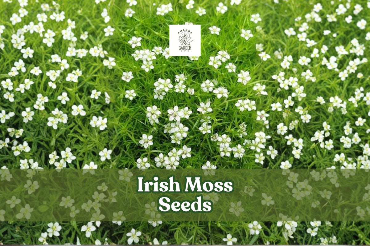 Irish Moss Seeds, Sagina Subulata Ground Cover, 200 Seeds, Low-Growing Evergreen Plant for Landscaping and Rock Gardens