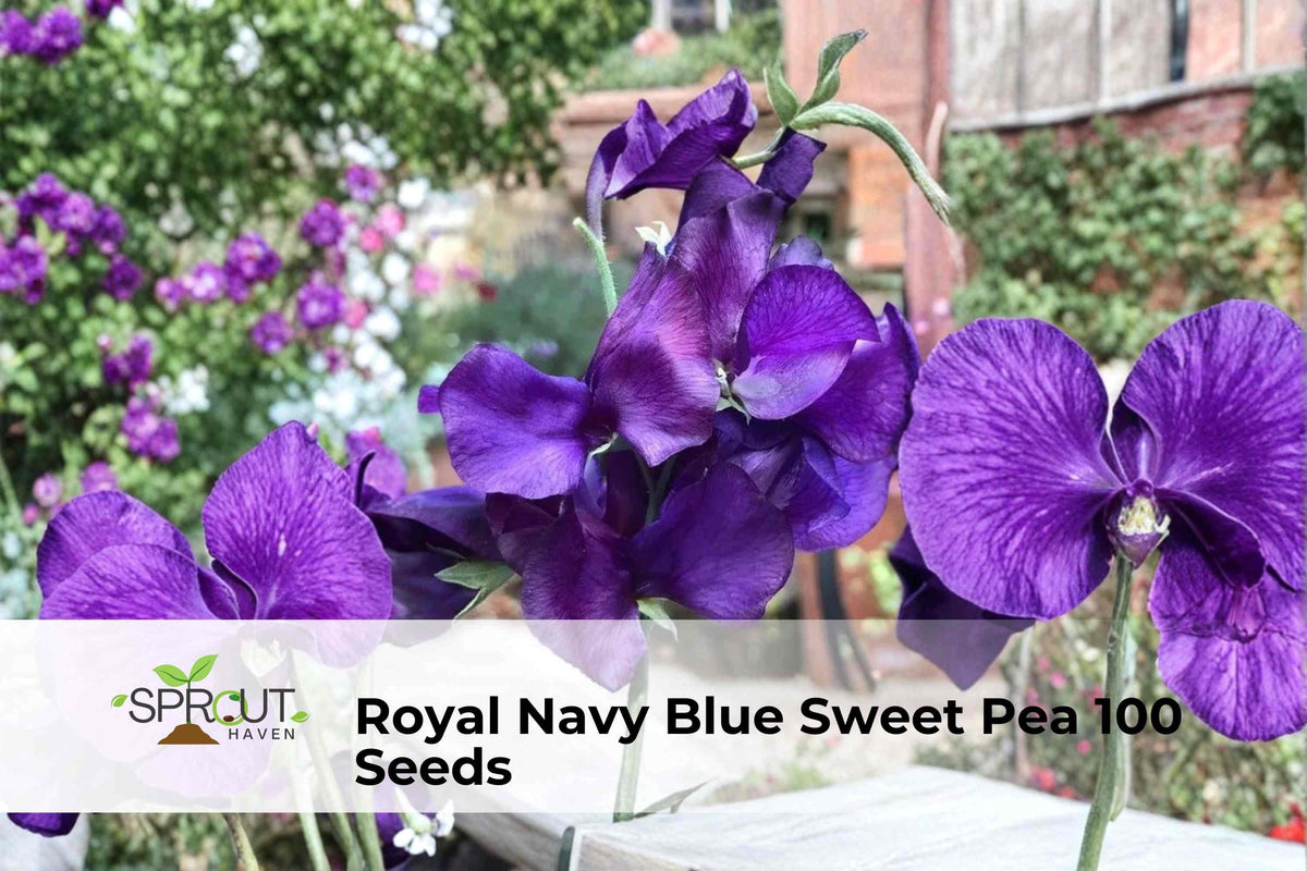 Royal Navy Blue Sweet Pea Seeds | Climbing Flower Vine with Blue-Purple Blooms | Lathyrus odoratus, Non-GMO, Easy to Grow