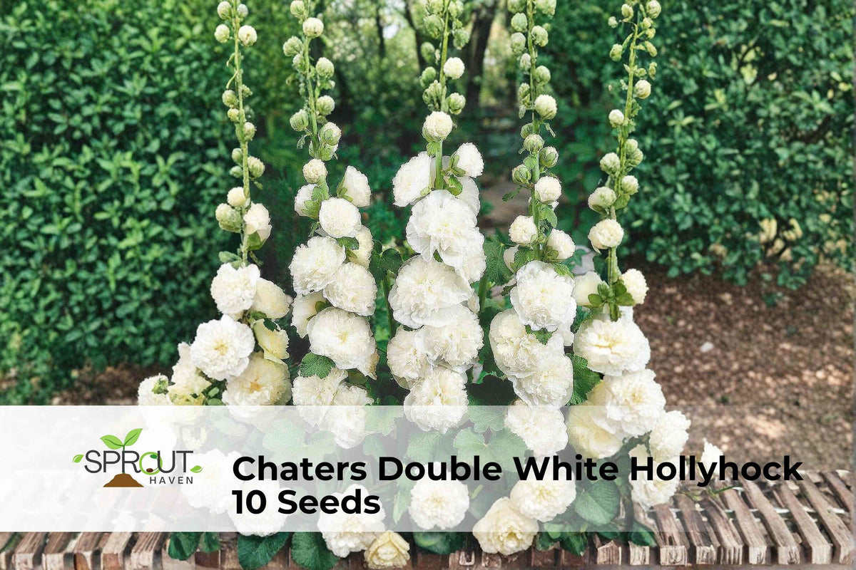 Chaters Double White Hollyhock Seeds – Heirloom Alcea rosea, Cottage Garden Flower, 10 Seeds
