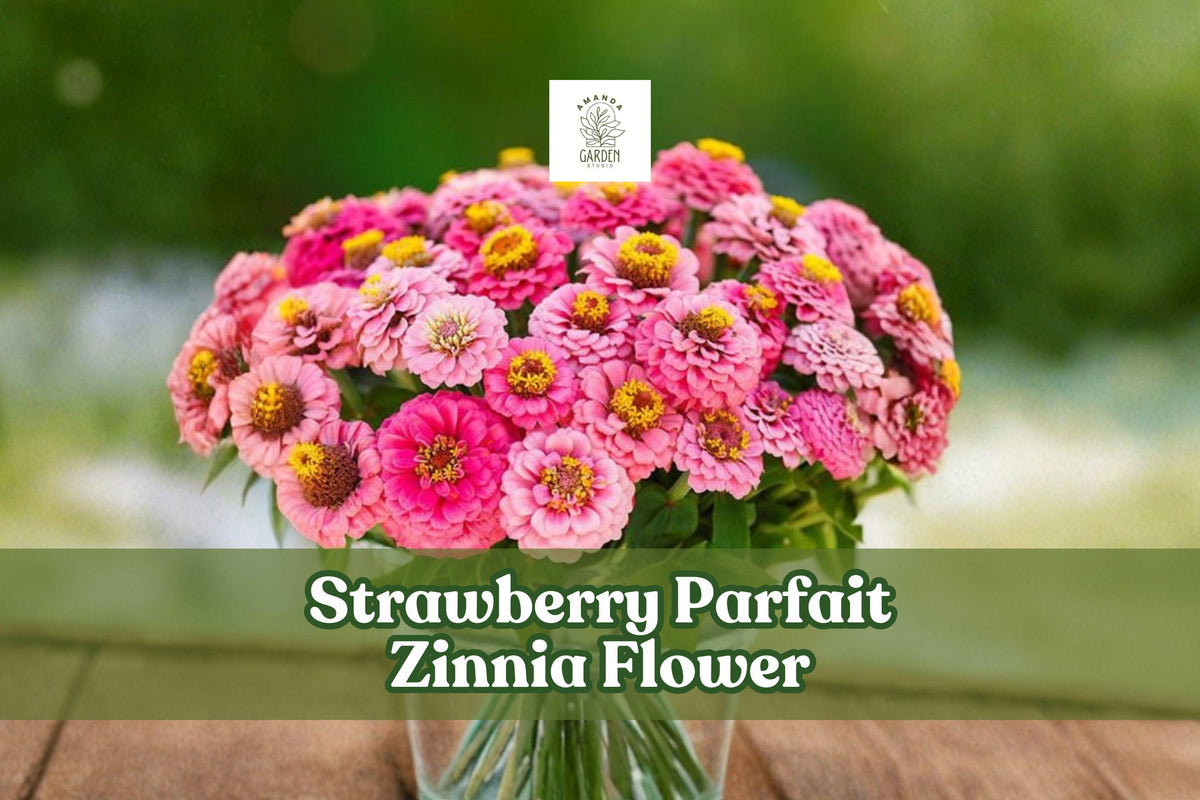 Strawberry Parfait Zinnia Seeds | Pink & White Flower Seeds | Zinnia elegans Annual for Garden & Cut Flowers