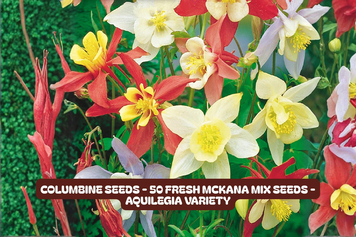 50 McKana Columbine Seeds – Aquilegia Flower Garden Mix, Perennial, Butterfly & Hummingbird Attracting, Non-GMO Seeds