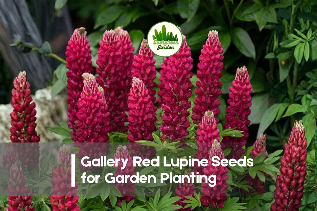 Gallery Red Lupine Seeds - Perennial Flowering Plant, Vibrant Red Blooms, Lupinus polyphyllus, Pollinator Attracting, 25+ Seeds