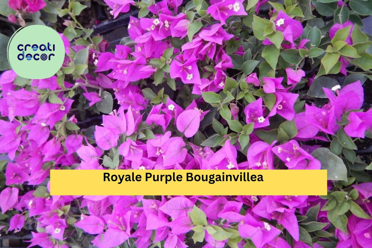 Royale Purple Bougainvillea Live Starter Plug Plant – Vibrant Purple Bracts, Flowering Tropical Vine for Trellis, Hanging Baskets & Patio Gardens