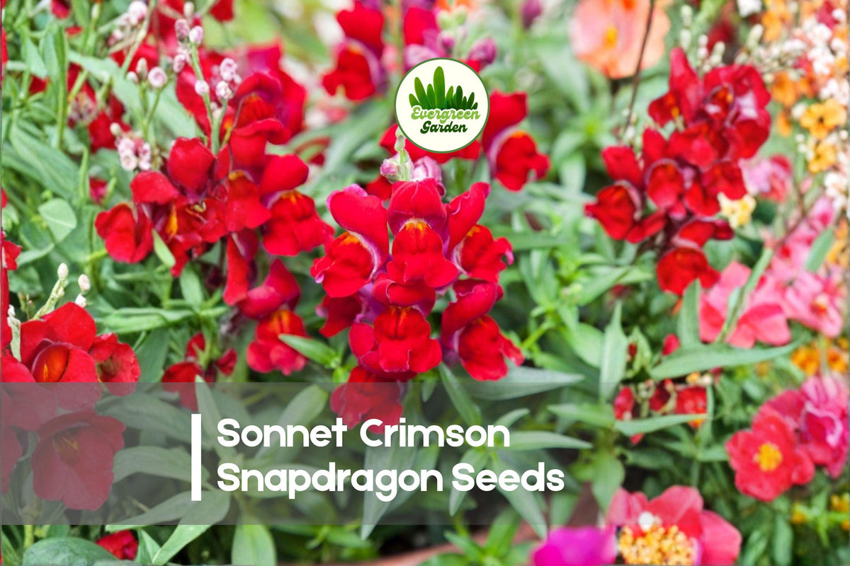 1000+ Sonnet Crimson Snapdragon Seeds, Antirrhinum majus, Vibrant Crimson-Red Flowers, Annual, Full Sun, Garden Beds & Borders
