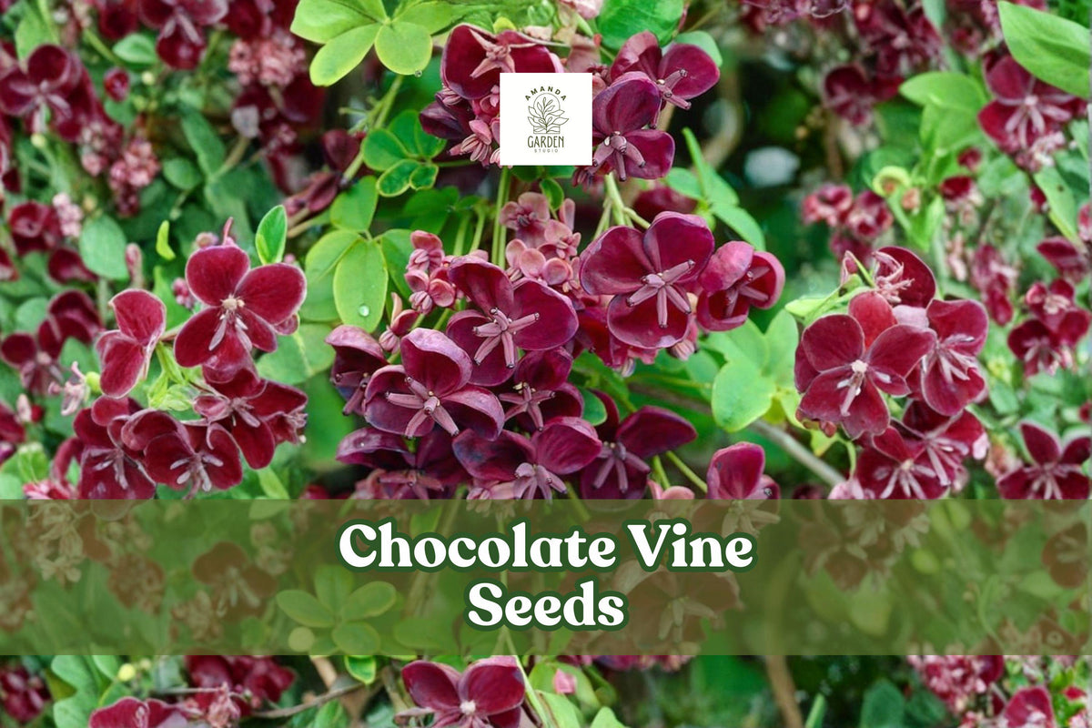 20 Akebia quinata Seeds – Chocolate Vine, Five-Leaf Climbing Plant, Ornamental Purple Blooms, Fast-Growing Garden Vine