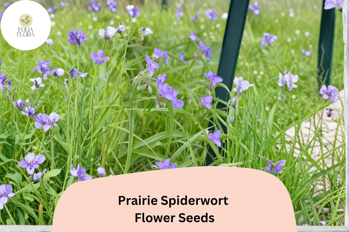 150 Tradescantia bracteata Seeds | Prairie Spiderwort Wildflower | Native Violet-Purple Perennial for Gardens & Pollinators