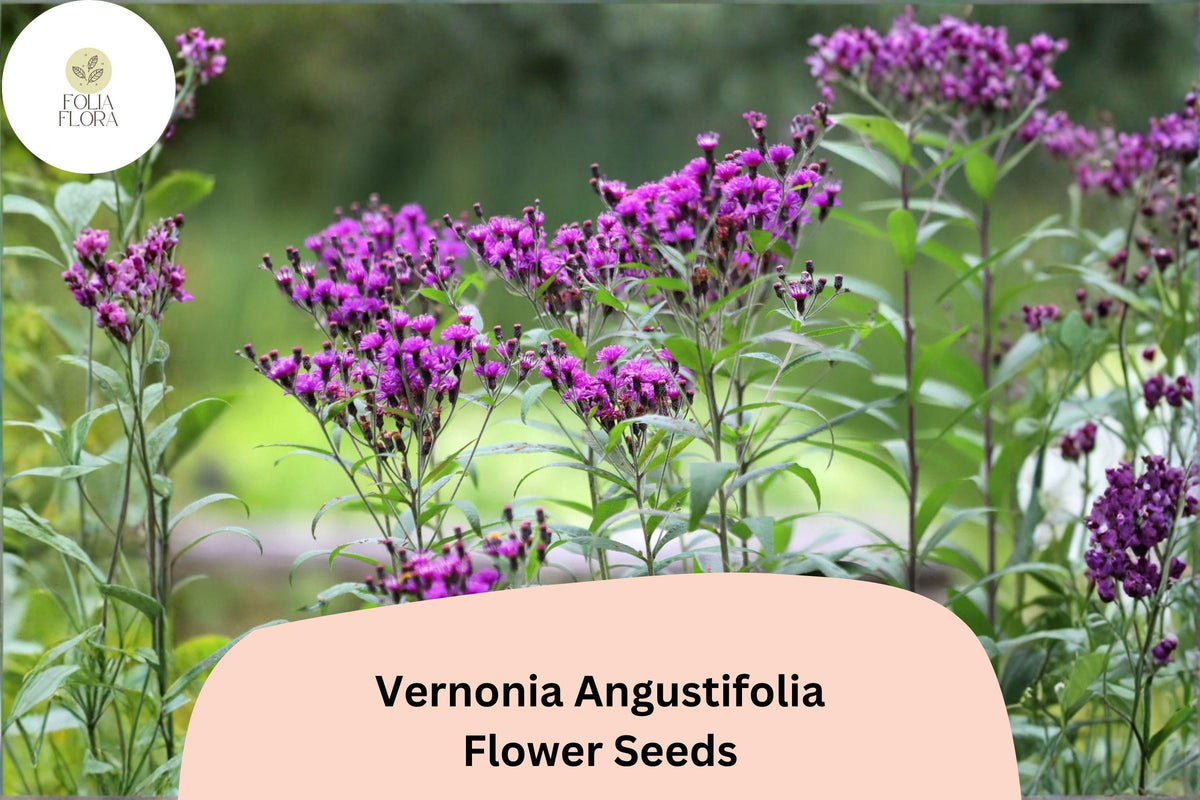 100 Vernonia angustifolia Seeds | Narrowleaf Ironweed Wildflower | Purple Perennial for Pollinator & Butterfly Gardens