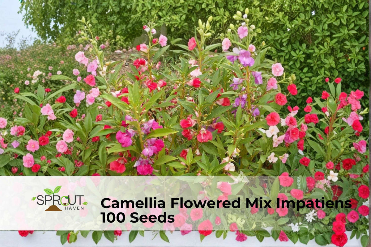 Camellia Flowered Impatiens Seeds – 100 Non-GMO Shade-Loving Annual with Double Blooms in Mixed Colors, Impatiens walleriana