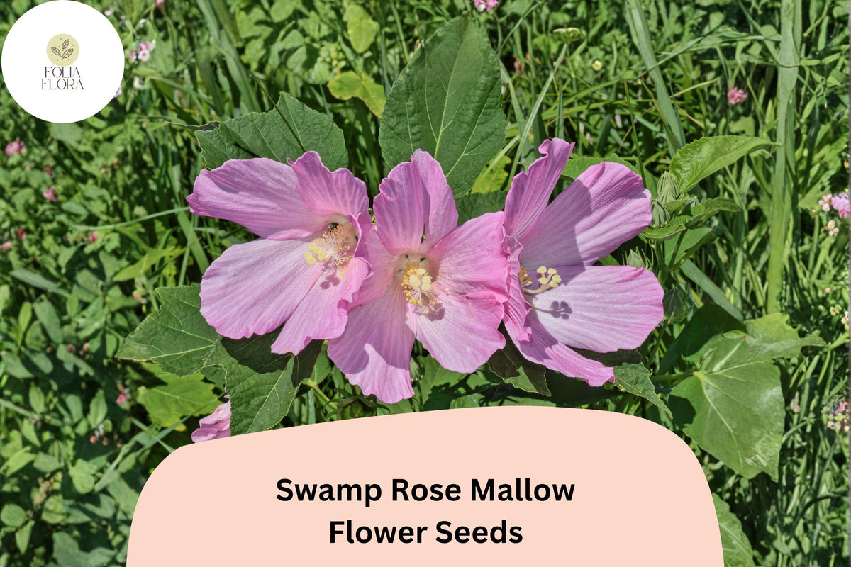 30 Hardy Hibiscus Seeds | Pink Swamp Rose Mallow Perennial Flower Hibiscus moscheutos