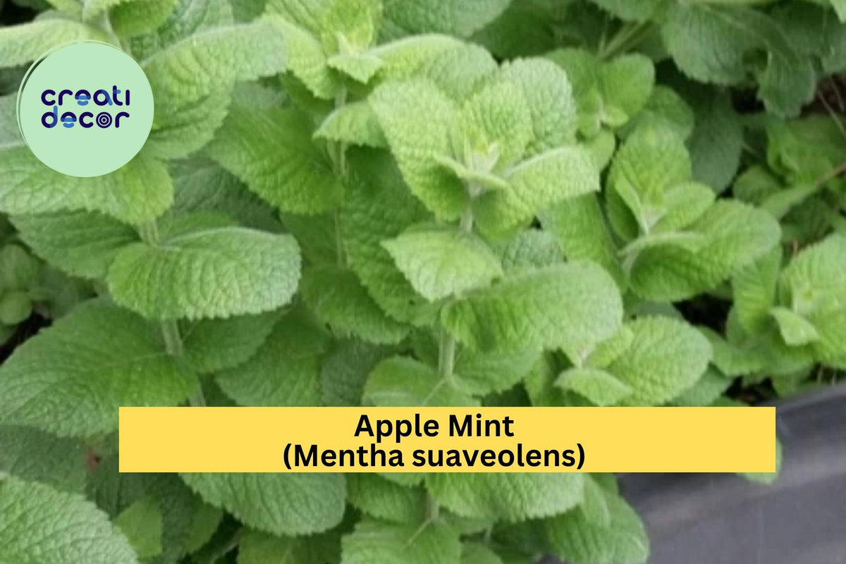 4 Live Apple Mint Plants – Mentha suaveolens Root Stock, Aromatic Green Herb for Garden, Perennial, Full Sun, Tennessee