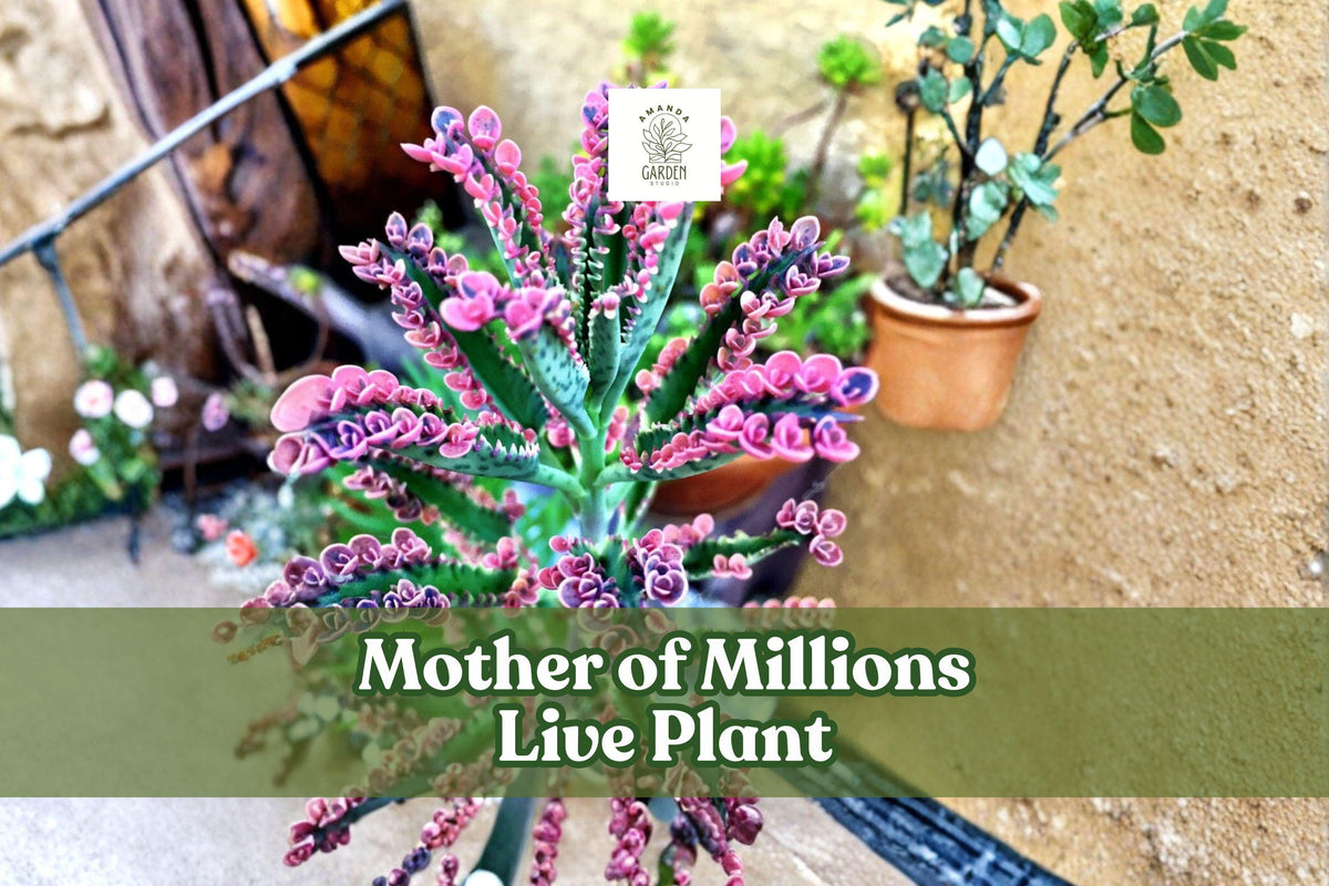 Mother of Millions Live Succulent Plant | 2-Inch Pot | Kalanchoe delagoensis | Drought-Tolerant, Indoor & Outdoor