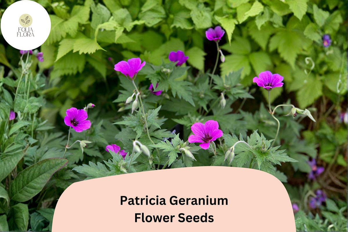25+ Patricia Geranium Seeds | Perennial Magenta-Purple Flowers for Garden Borders & Pollinator Gardens | Geranium ‘Patricia’